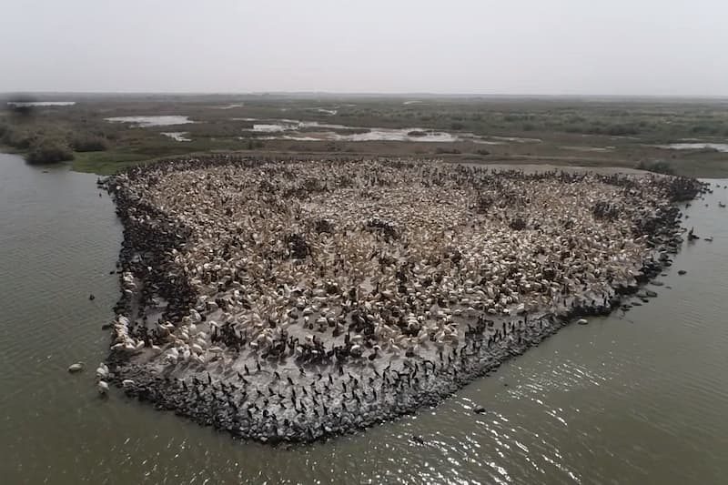 Counting Water Birds