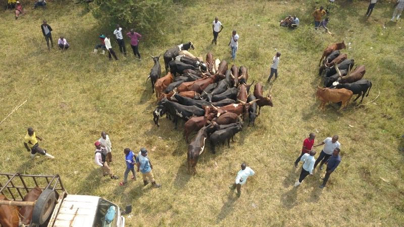 Cattle sellers and farmers around a small herd near transport trucks